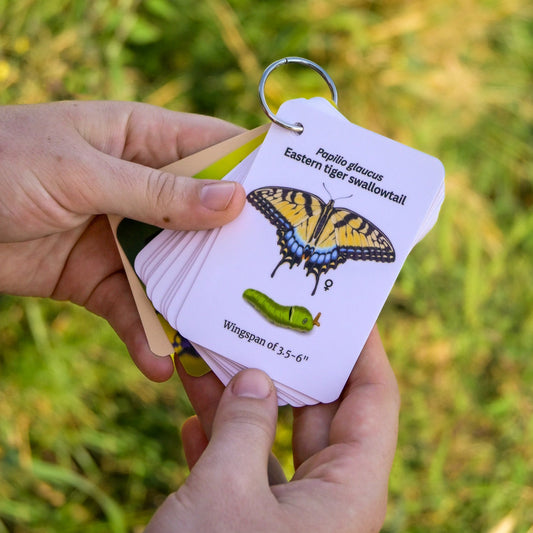 Butterflies of Central USA Field Guide Cards