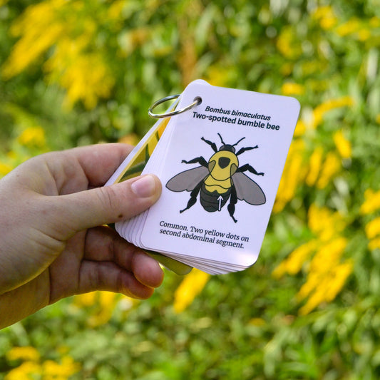Bumble Bees of Central USA Field Guide Cards