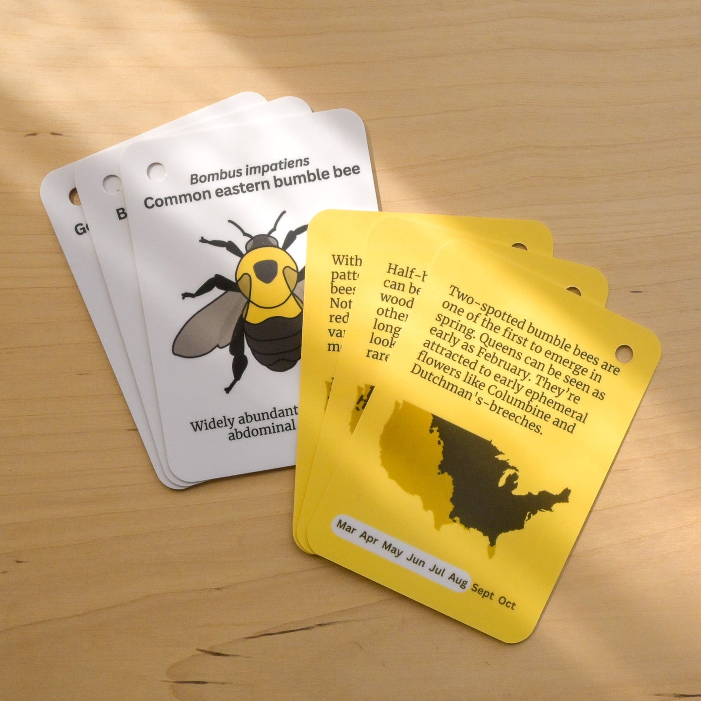 Bumble Bees of Central USA Field Guide Cards