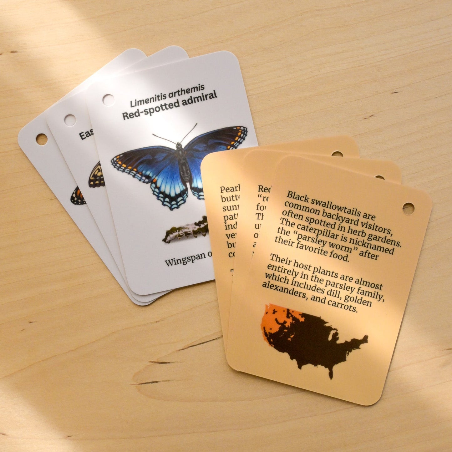 Butterflies of Central USA Field Guide Cards