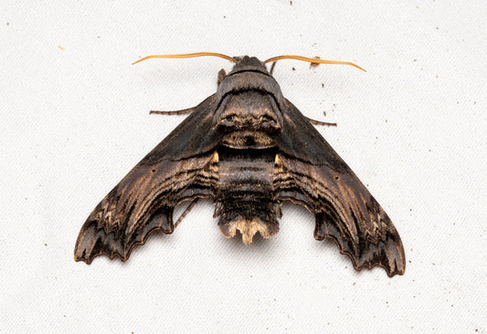 beginner macro part 2: settings