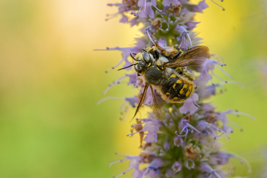 beginner macro part 3: take the shot