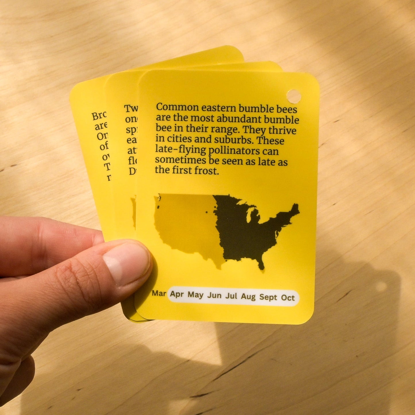 Bumble Bees of Eastern USA Field Guide Cards