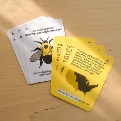 Bumble Bees of Central USA Field Guide Cards