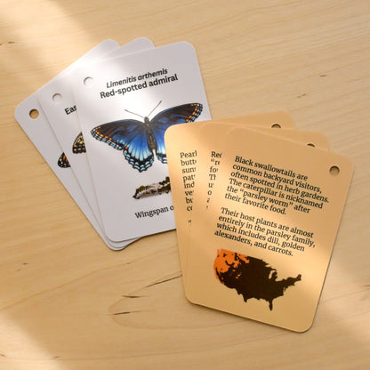 Butterflies of Central USA Field Guide Cards