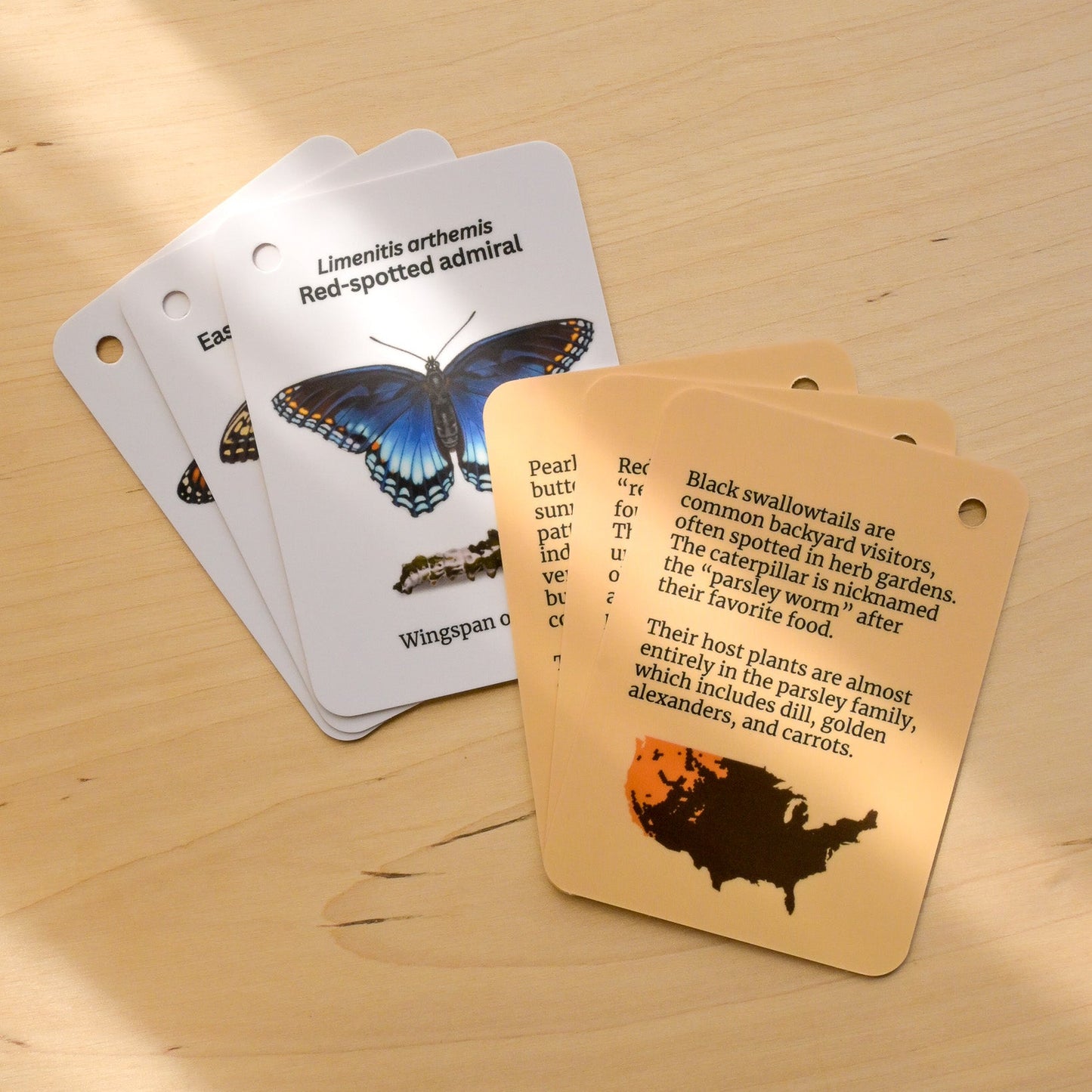 Butterflies of Eastern USA Field Guide Cards