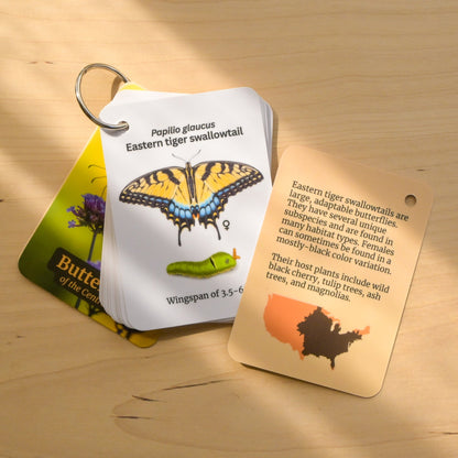 Butterflies of Central USA Field Guide Cards