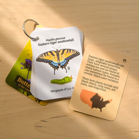 Butterflies of Central USA Field Guide Cards