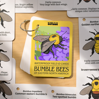 Bumble Bees of Eastern USA Field Guide Cards