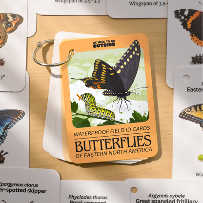 Butterflies of Eastern USA Field Guide Cards